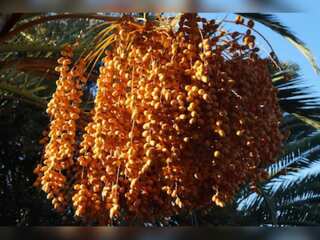 Iraq tries to rescue a national icon as war & climate change hamper date production