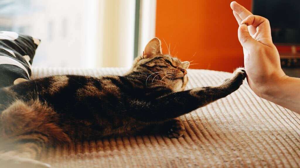 The Good Life: A new way to pamper your pets