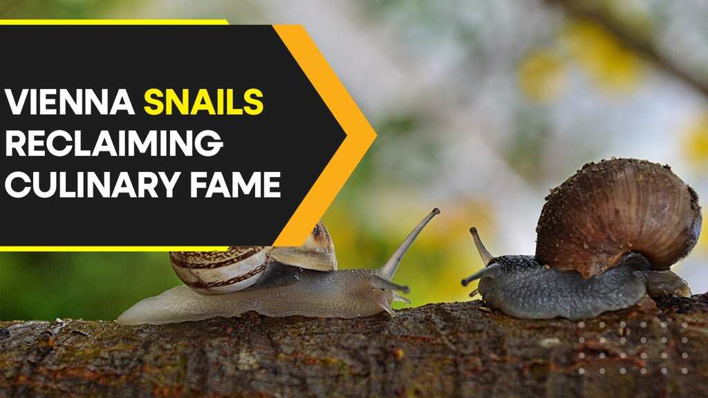 How are Vienna's snails reclaiming their culinary fame?
