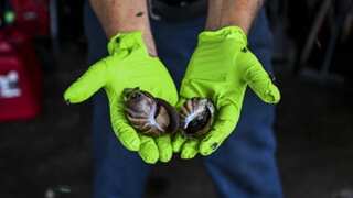 Florida battles a pest that it eradicated in 2021 spending $23 million. Find out what it is