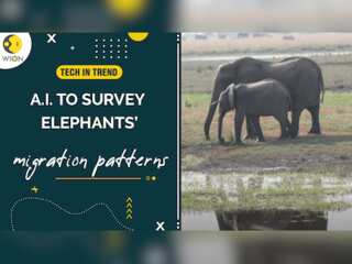 Artificial intelligence will help track elephants’ migration patterns in Botswana