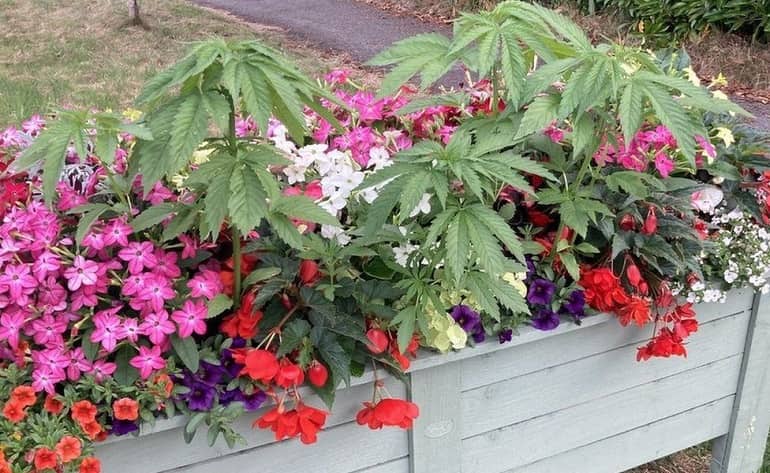 Parish in UK village removes ‘cannabis’ plants from display, trolled on social media Parish in UK village removes ‘cannabis’ plants from display, trolled on social media