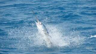 Unbelievable! A 100-pound sailfish leaps out of water and stabs woman on boat off Florida coast