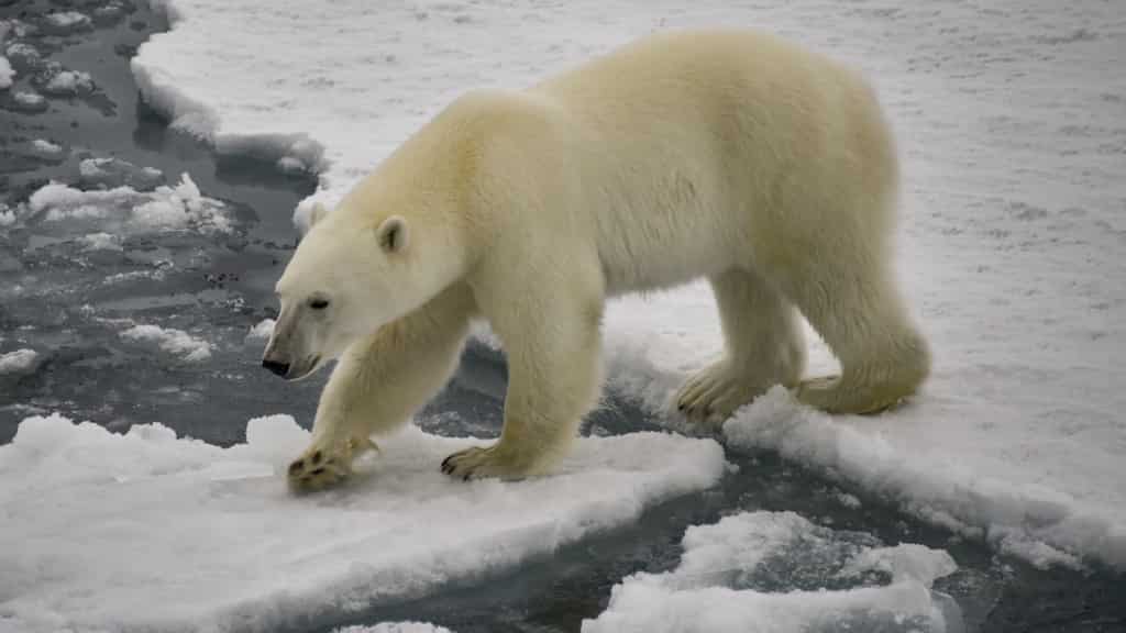 Russia: After polar bear gets milk can stuck in its mouth, veterinarians rescue it