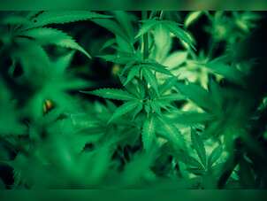 Highly potent marijuana creating addicts worldwide, says study