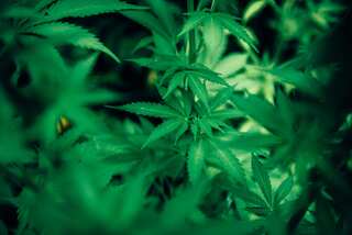 Ohio votes to legalise recreational marijuana but opponents say ‘fight not over’