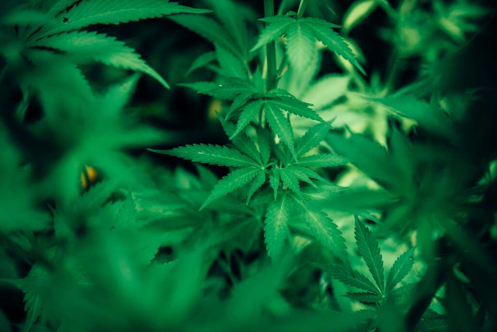 Ohio votes to legalise recreational marijuana but opponents say ‘fight not over’