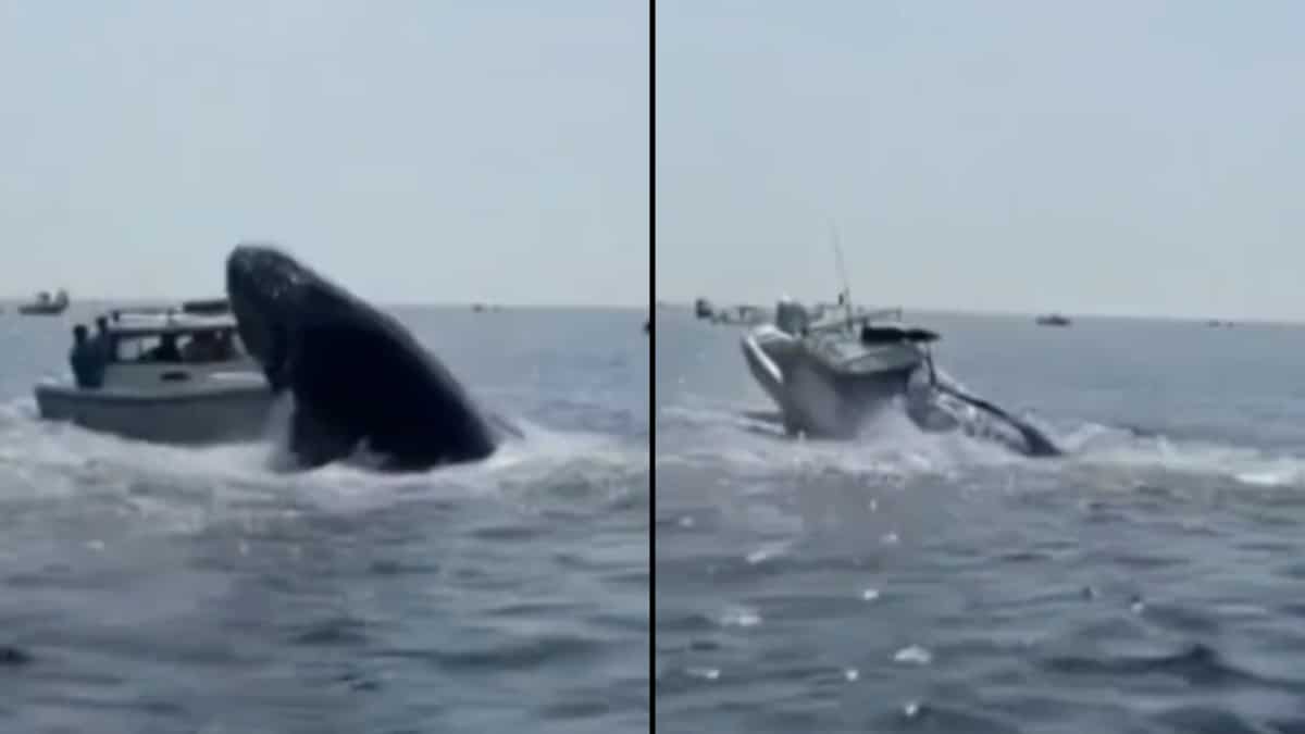 Caught on cam: Terrifying moment when huge whale landed on a small boat Caught on cam: Terrifying moment when huge whale landed on a small boat