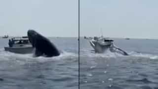 Caught on cam: Terrifying moment when huge whale landed on a small boat