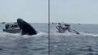 Caught on cam: Terrifying moment when huge whale landed on a small boat