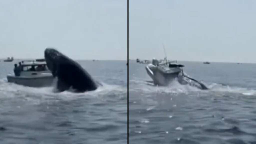 Caught on cam: Terrifying moment when huge whale landed on a small boat