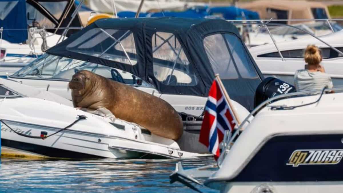 WATCH: This boat-bending walrus, nicknamed Freya, is winning hearts in Norway WATCH: This boat-bending walrus, nicknamed Freya, is winning hearts in Norway