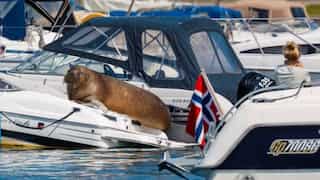 WATCH: This boat-bending walrus, nicknamed Freya, is winning hearts in Norway