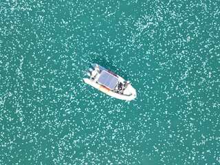WION Climate Tracker | Aerial footage captures huge swarm of Jellyfish in Haifa Bay