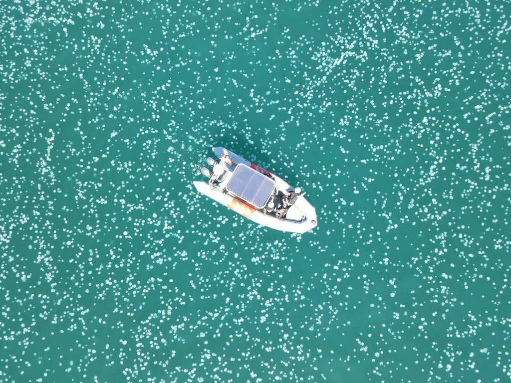 WION Climate Tracker | Aerial footage captures huge swarm of Jellyfish in Haifa Bay