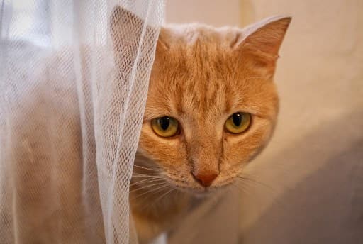 Polish institute classifies cats as 'alien invasive species', causes major controversy