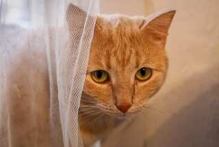 Cats can actually recognise your mushy voice directed at them: Study