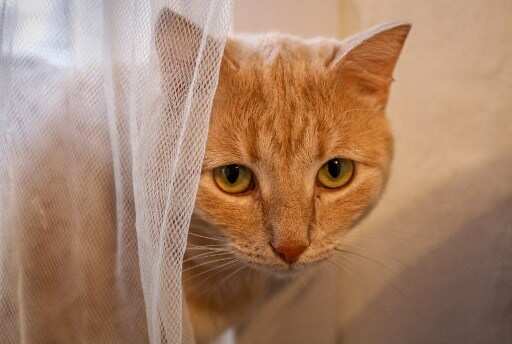 Polish institute classifies cats as 'alien invasive species', causes major controversy