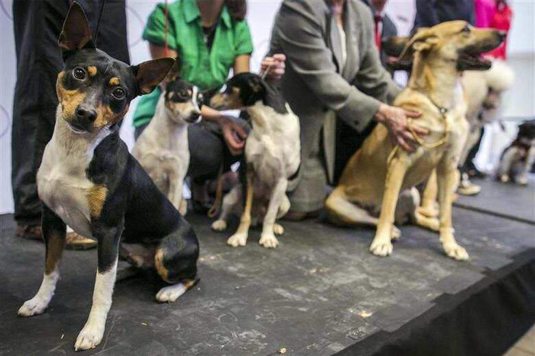 Dog lovers or pedigree lovers? The ugly truth about illegal dog breeding