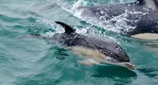'Stay away from angry dolphin': Officials warn Japanese beachgoers