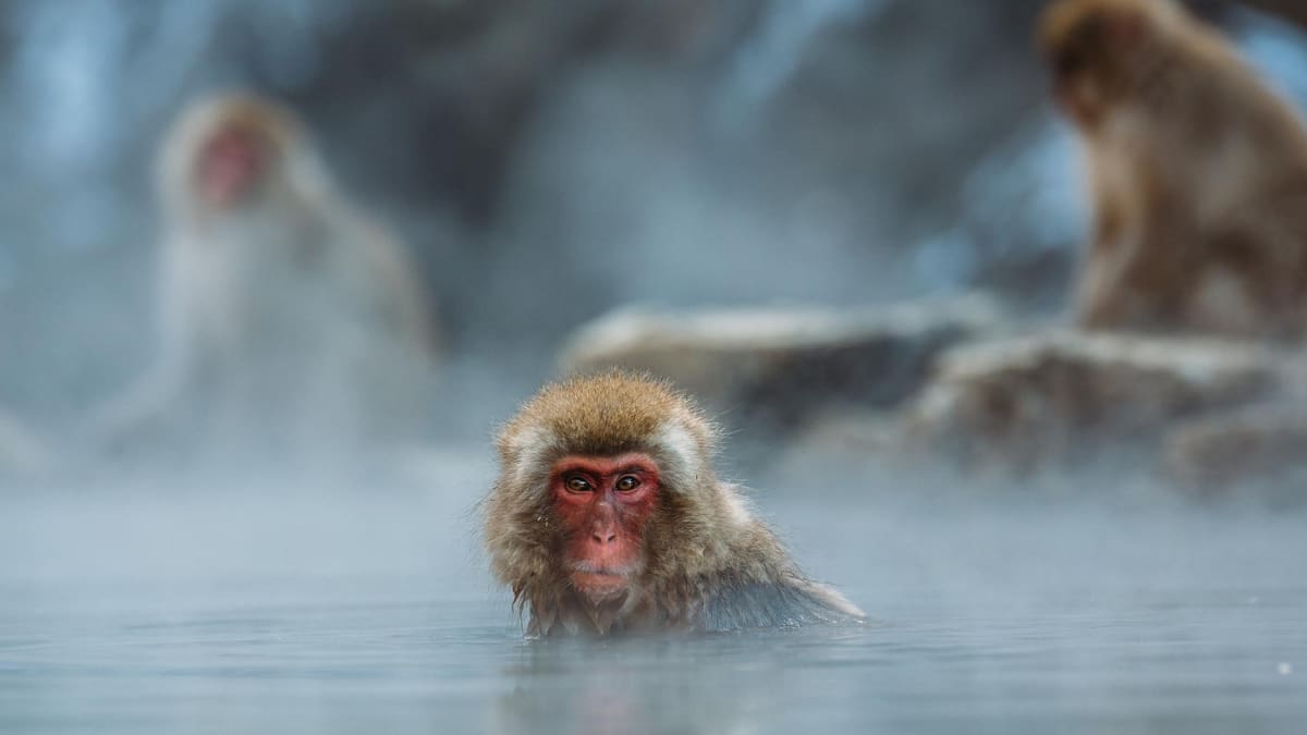 Marauding monkey caught, killed after dozens injured in Japan Marauding monkey caught, killed after dozens injured in Japan