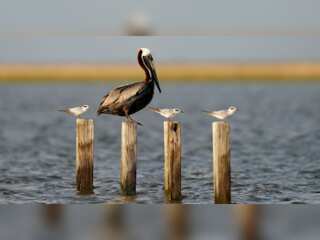 WION Climate Tracker | Vanishing Islands in Louisiana threaten brown Pelicans
