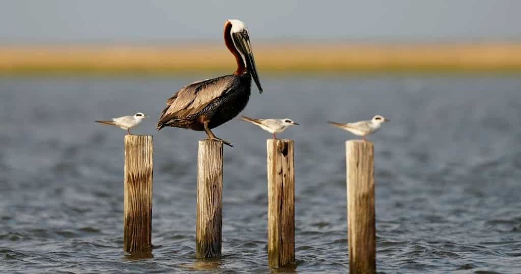 WION Climate Tracker | Vanishing Islands in Louisiana threaten brown Pelicans