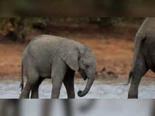 WION Climate Tracker| Kenya: Climate change killing more elephants than poachers