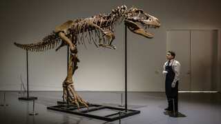First skeleton of Gorgosaurus dinosaur to go under hammer sells for over $6 million