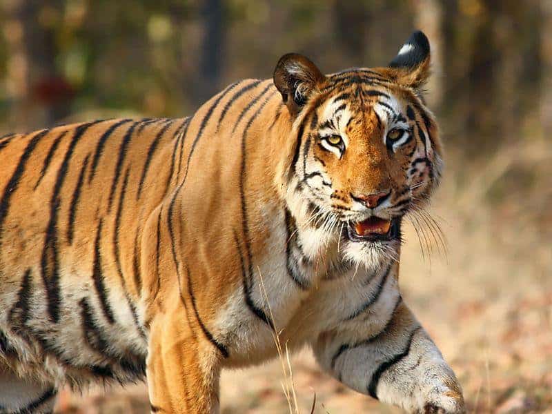 International Tiger Day: India has 70% of world's Tiger population | World News