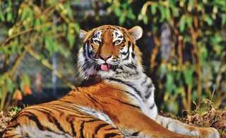 Nepal makes a 'roaring' comeback: Tiger’s population more than doubles in 10 years