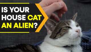 Polish institute classifies cats as 'alien invasive species'