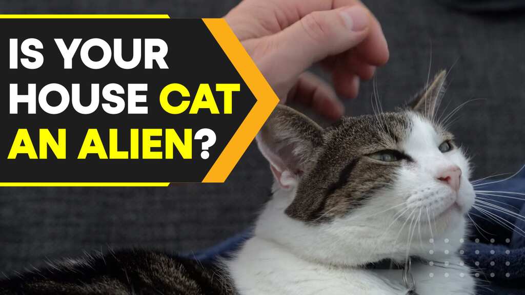 Polish institute classifies cats as 'alien invasive species'