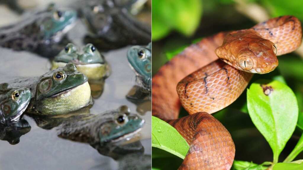 Watch: American bullfrog and brown tree snake cost world economy $16 billion—Study