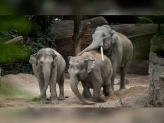 WION Climate Tracker| Elephants die in Switzerland zoo; experts unsure how to tackle the virus