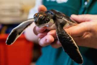 Watch | Tiny turtle rescued from Sydney beach pooped 'pure plastic' for six days