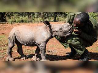 A Wildlife ranger looks after a baby Rhino in Kenya