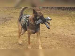 Indian Army dog 'Axel' shot dead by terrorists during an anti-terror operation in Jammu & Kashmir