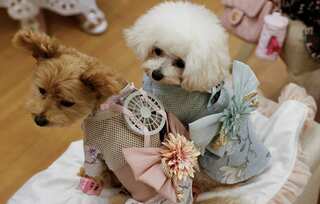Wearable fans in clothes? Pet animals in Japan get a breather from the scorching heat