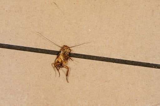 Pakistan closes parliament cafes after cockroaches found in food
