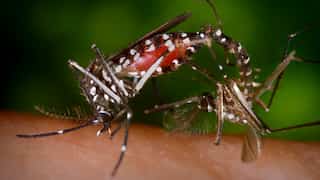 Delhi reports 169 dengue cases this year until July 30, highest since 2017