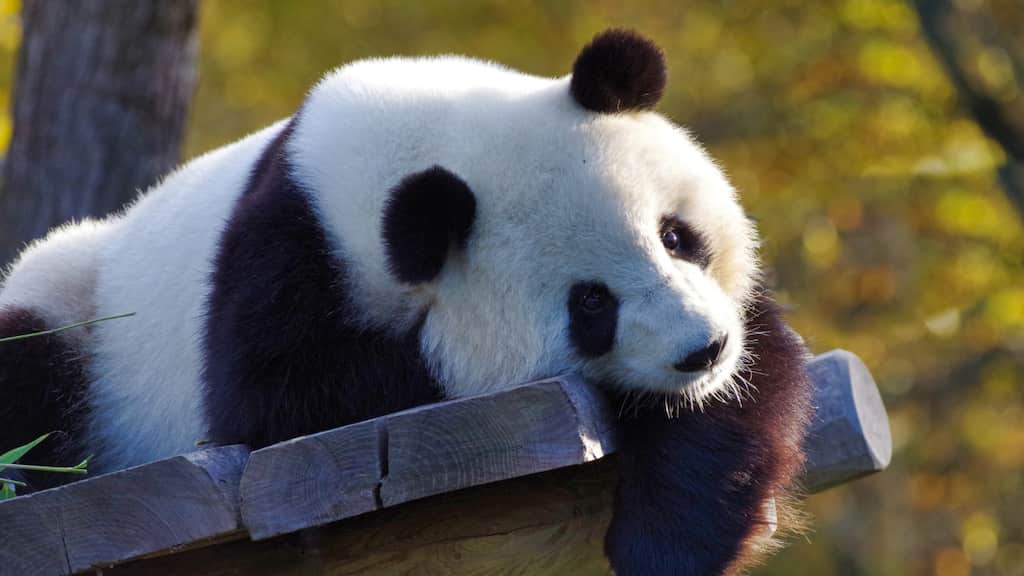 Teeth that were 'gathering dust for 40 years', lead to the discovery of Europe's last Panda