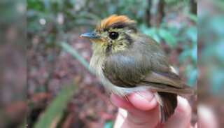 WION Climate Tracker: Birds are changing migratory routes due to climate change