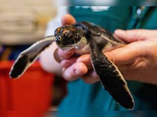 WION Climate Tracker: Turtle hatchling poops plastic for six days