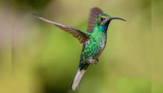 WION Climate Tracker: Bird enthusiast sets up water troughs for Hummingbirds