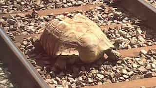 Huge tortoise on railway track blocks trains in UK