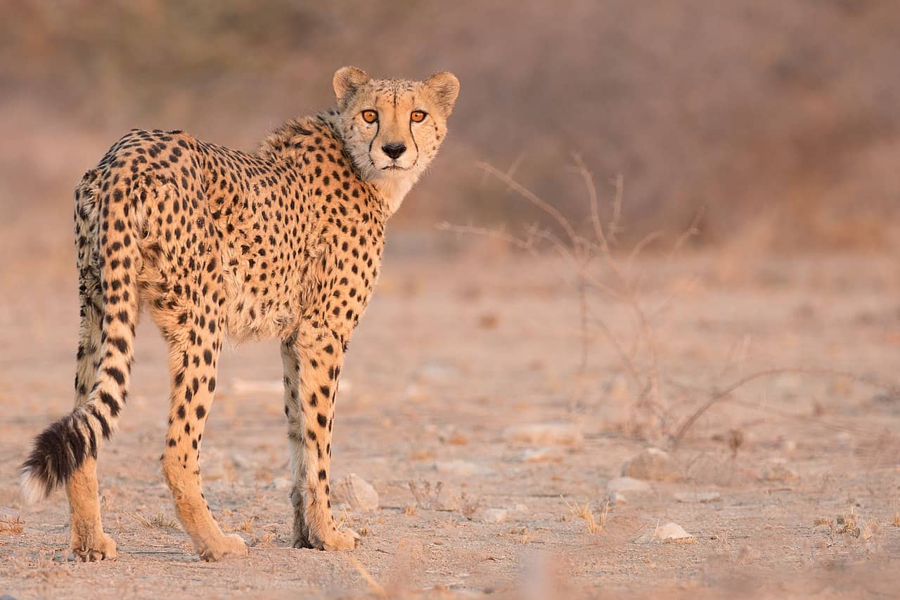 Indian Oil Corporation to give Rs 50 crore for Cheetah relocation from Africa