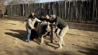 Rise in rhino poaching in South Africa to meet demand from Asia
