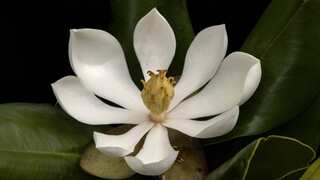Haiti: Conservationists rediscover magnolia tree in forest. It was lost for 97 years