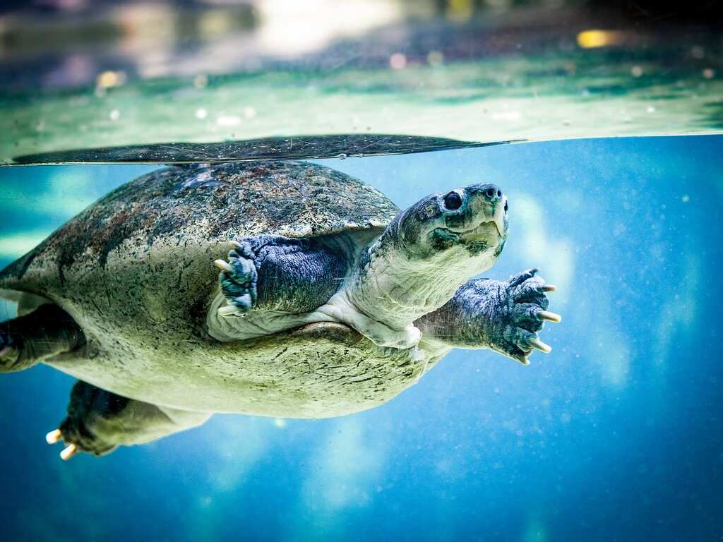 WION Climate Tracker | Turtle numbers dwindling because of rising temperatures